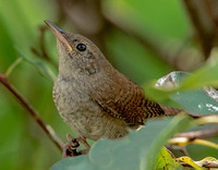 House Wren, 28 July 2023, Mansfield, Tolland Co