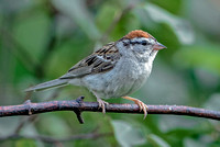 Chipping Sparrow, 3 August 2023, Mansfield, Tolland Co
