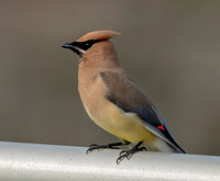 Cedar Waxwing, 3 August 2023, Mansfield/Coventry, Tolland Co