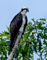 Osprey, 3 August 2023, Mansfield/Coventry, Tolland Co.