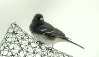 "Slate-colored" Dark-eyed Junco, record shots, 10 March 2017, Mansfield, Tolland