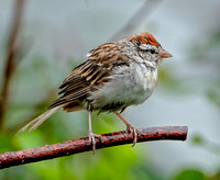Chipping Sparrow, 15 August 2023, Mansfield, Tolland Co.