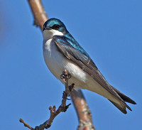 Tree Swallow. 6 April 2012, Madison, New Haven Co.
