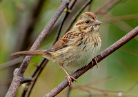Song Sparrow, 11 September 2023, Mansfield, Tolland Co.