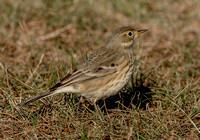 American Pipit, 17 September 2023, Madison, New Haven Co.