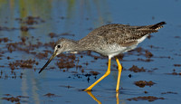 Greater Yellowlegs, 6 August 2014, Madison, New Haven Co.
