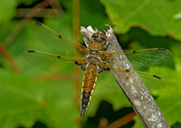 Four-Spotted Skimmer, Topsfield, Washington Co., Me