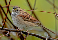 White-throated Sparrow, 25 September 2023, Mansfield, Tolland Co.