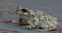 Gray Tree Frog, July 2023, Mansfield, Tolland Co