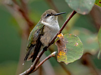 Ruby-throated Hummingbird, 30 September 2023, Mansfield, Tolland Co.