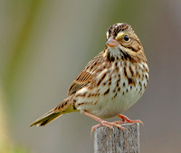 Savannah Sparrow.30 September 2023, Mansfield, Tolland Co