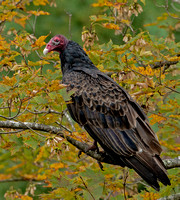 Turkey Vulture, 30 September 2023, Mansfield, Tolland Co.