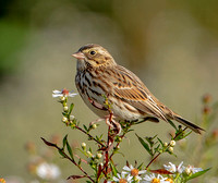 Savannah Sparrow, 5 October 2023, Mansfield, Tolland Co.