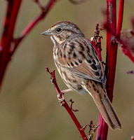 Song Sparrow, 9 October 2023, Mansfield, Tolland Co