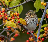 Savannah Sparrow, 9 October 2023, Mansfield, Tolland Co.