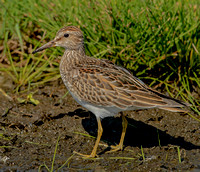 Pectoral Sandpiper, 11 October 2023, Madison, New Haven Co