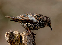 European Starling (feather anomalies) 15 October 2023, Mansfield, Tolland Co.