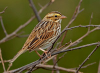 Savannah Sparrow, 16 October 2023, Mansfield, Tolland Co.