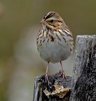 Savannah Sparrow, 18 October 2023, Mansfield, Tolland Co.