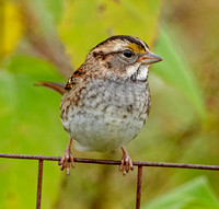 White-throated Sparrow, 18 October 2023, Mansfield, Tolland Co.