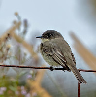 Eastern Phoebe, 18 October 2023, Mansfield, Tolland Co.