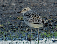 Black-bellied Plover, 22 October 2023, Madison, New Haven Co.