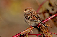 Field Sparrow, 2 November 2023, Mansfield, Tolland Co.
