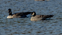 Cackling Goose, 3 November 2023, Broad Brook, Hartford Co