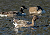 Pink-footed Goose, 3 November 2023, Broad Brook, Hartford Co.