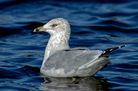 Ring-billed Gull, 20 November 2023, Broadbrook, Hartford Co,