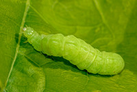 Cabbage Looper Moth Larva, September 2023, Mansfield, Tolland Co.