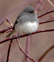 Dark-eyed "Slate-colored" Junco, 7 December 2023, Mansfield, Tolland Co.