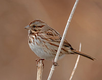 Song Sparrow, 7 December 2023, Mansfield, Tolland Co