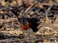 Spotted Towhee, 16 December 2023, Kittery, Maine