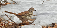 Brown Thrasher, 27 February 2015, Milford, New Haven Co.
