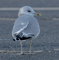 Common Gull, 1 January 2024, North Windham, Windham Co.