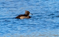 Tufted Duck, 5 January 2024, East Haven, New Haven Co.
