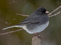 Dark-eyed "slate-colored" Junco, 19 January 2024, Mansfield, Tolland Co,