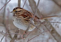 White-throated Sparrow, 19 January 2024, Mansfield, Tolland Co.