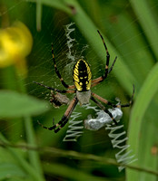 Argiope, 14 August 2019, Mansfield, Tolland Co.