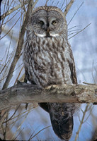 Great Gray Owl, Hadley Ma.