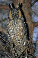 Long-eared Owl,  Walnut Beach, Milford CT