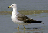 Black-tailed Gull, 5 July 1995, Rhode Island