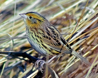 Leconte's Sparrow, Salisbury MA