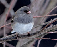 Dark-eyed "slate-colored" Junco, 27 January 2024, Mansfield, Tolland Co