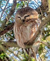 Northern Saw-whet Owl, 4 February, 2024, Branford, New Haven Co.