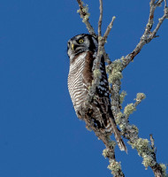 Northern Hawk Owl, 7 February 2024, Dover-Foxcroft, Piscataquis Co, ME