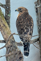 Red-shouldered Hawk, 17 February 2024, Mansfield, Tolland Co