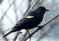 Red-winged Blackbird, 17 February 2024, Mansfield, Tolland Co.