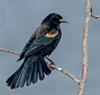 Red-winged Blackbird, 24 February 2024, Mansfield, Tolland Co.